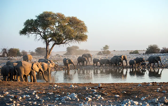 Elephant herd at etosha national park water hole